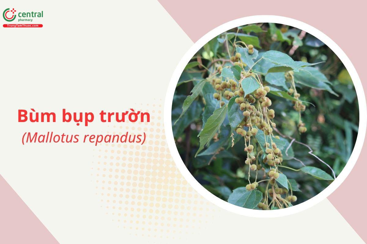 Bùm bụp trườn (Mallotus repandus)
