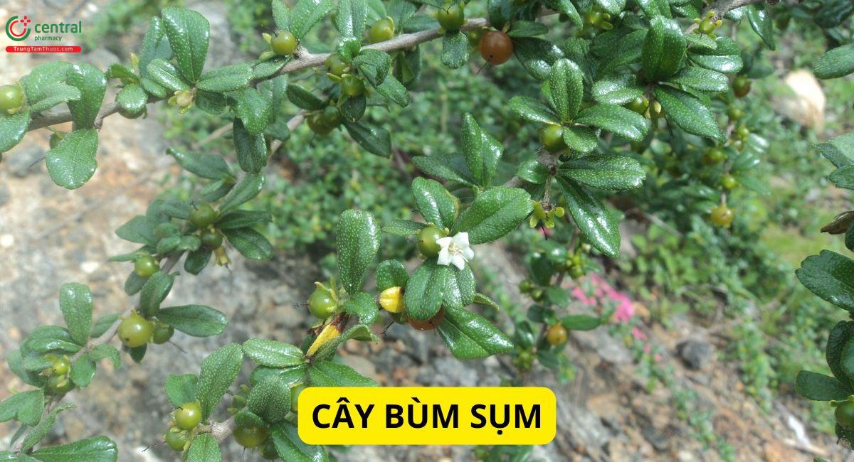 Bùm Sụm (Trà Phúc Kiến, Cùm Rụm Lá Nhỏ - Ehretia microphylla)