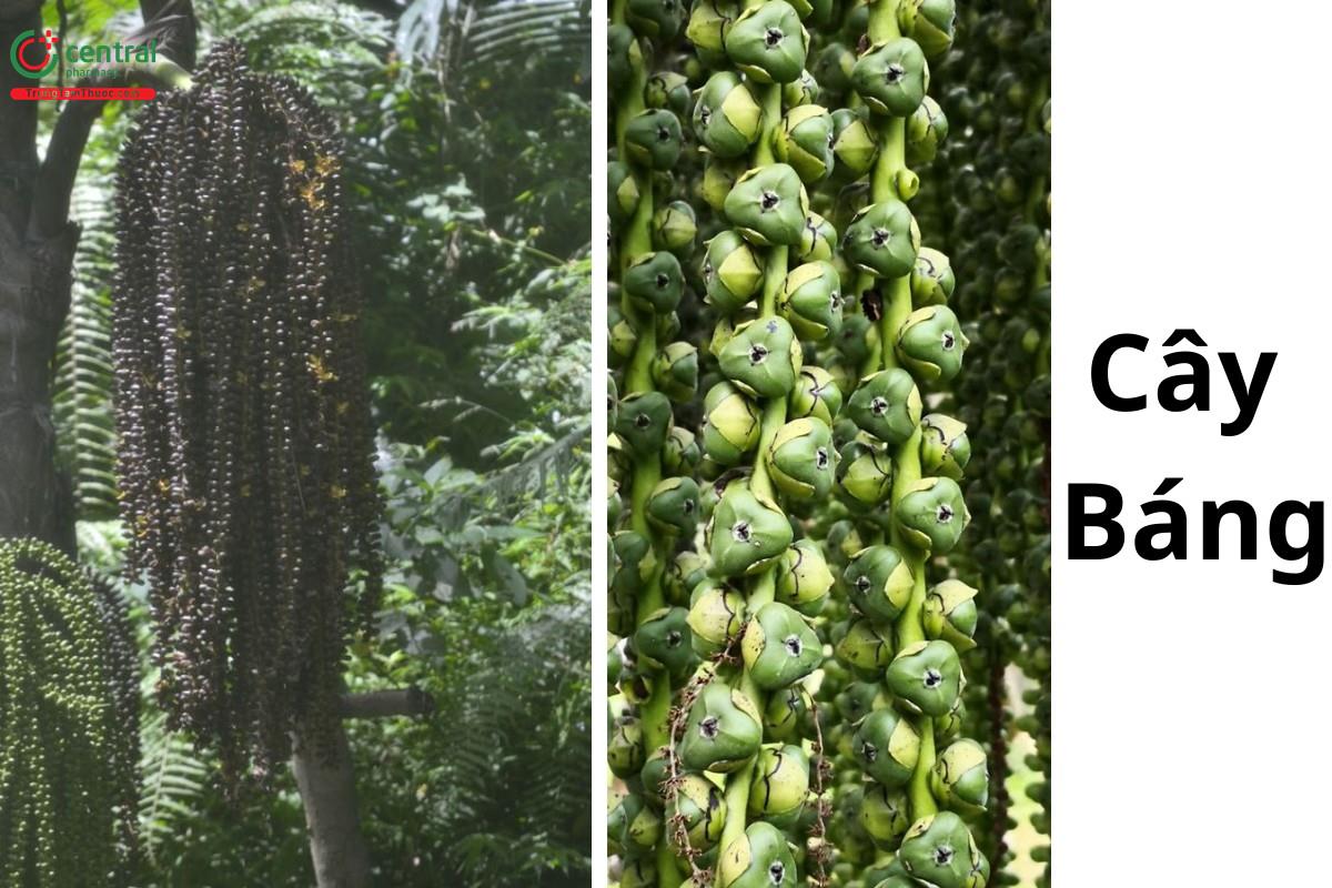 Búng báng (Cây báng, bột báng, cây đoác, đao rừng - Arenga pinnata (Wurmb) Merr.)