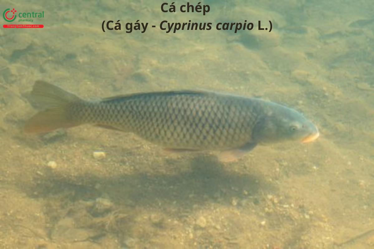 Cá chép (Cá gáy - Cyprinus carpio L.) 