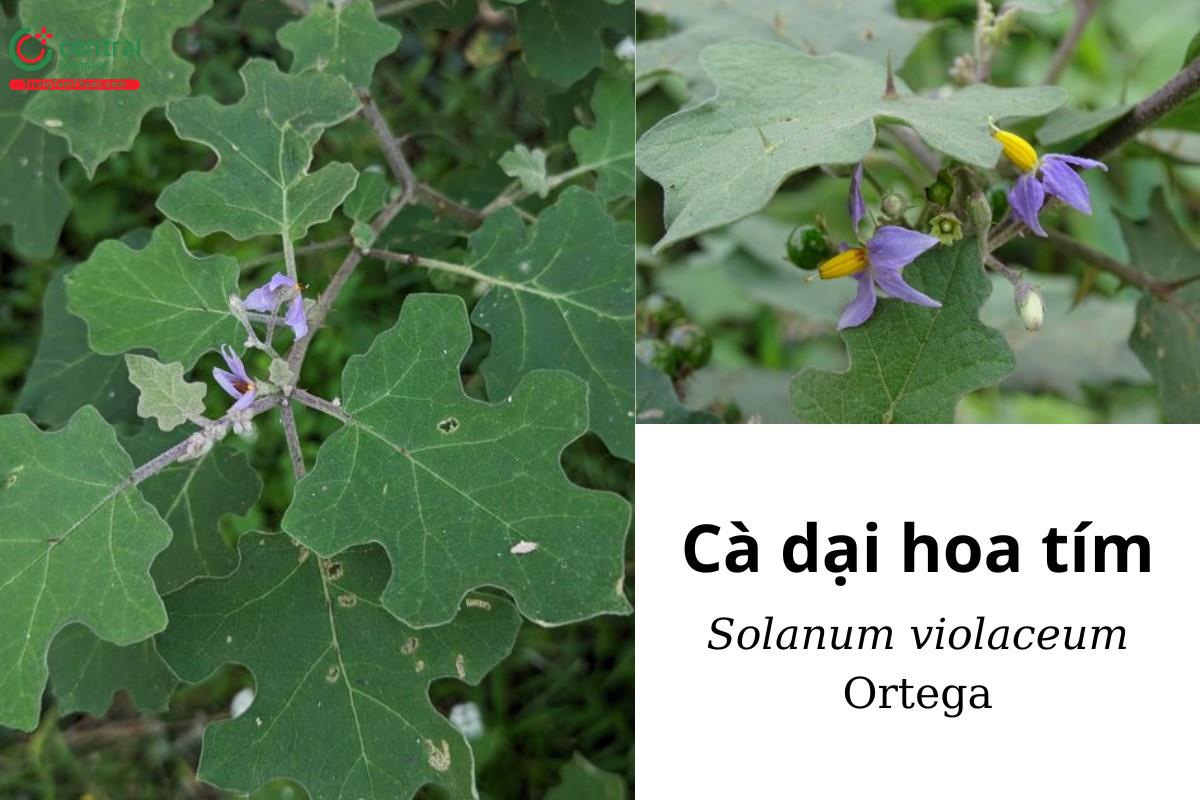 Cà dại hoa tím (Cà gai hoa tím - Solanum violaceum Ortega)