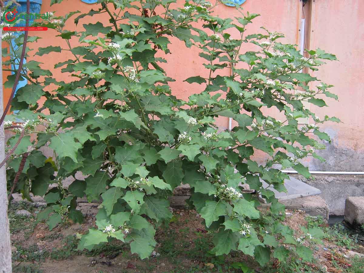 Cà Dại Hoa Trắng (Solanum torvum Swartz.)