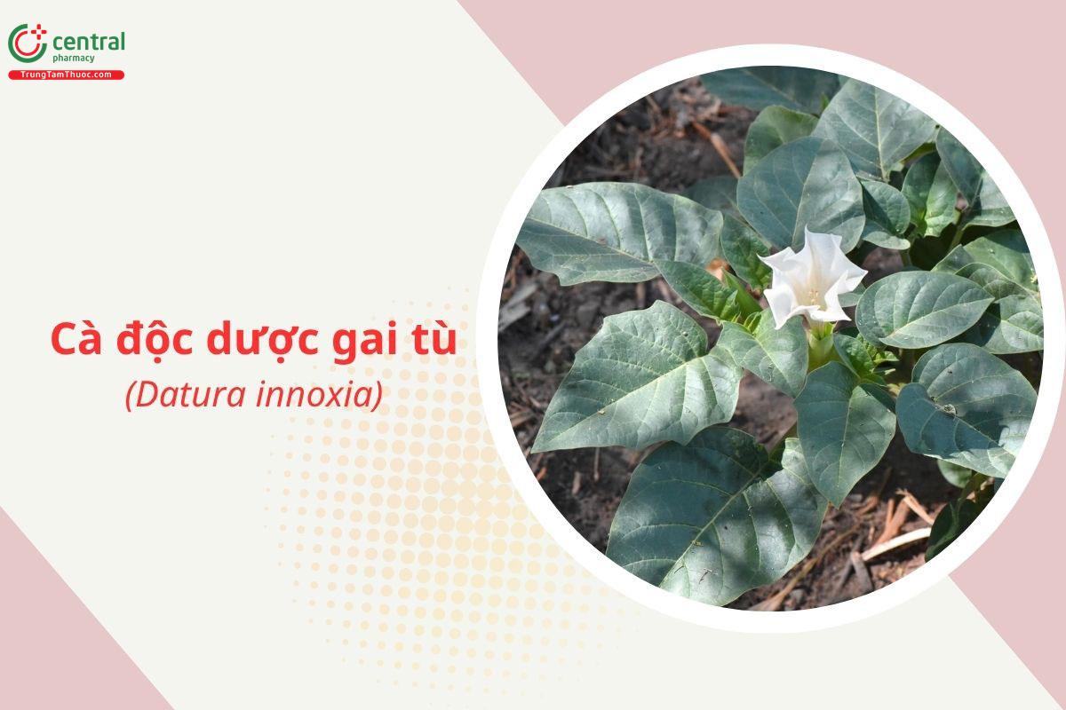Cà độc dược gai tù (Datura innoxia Mill.)