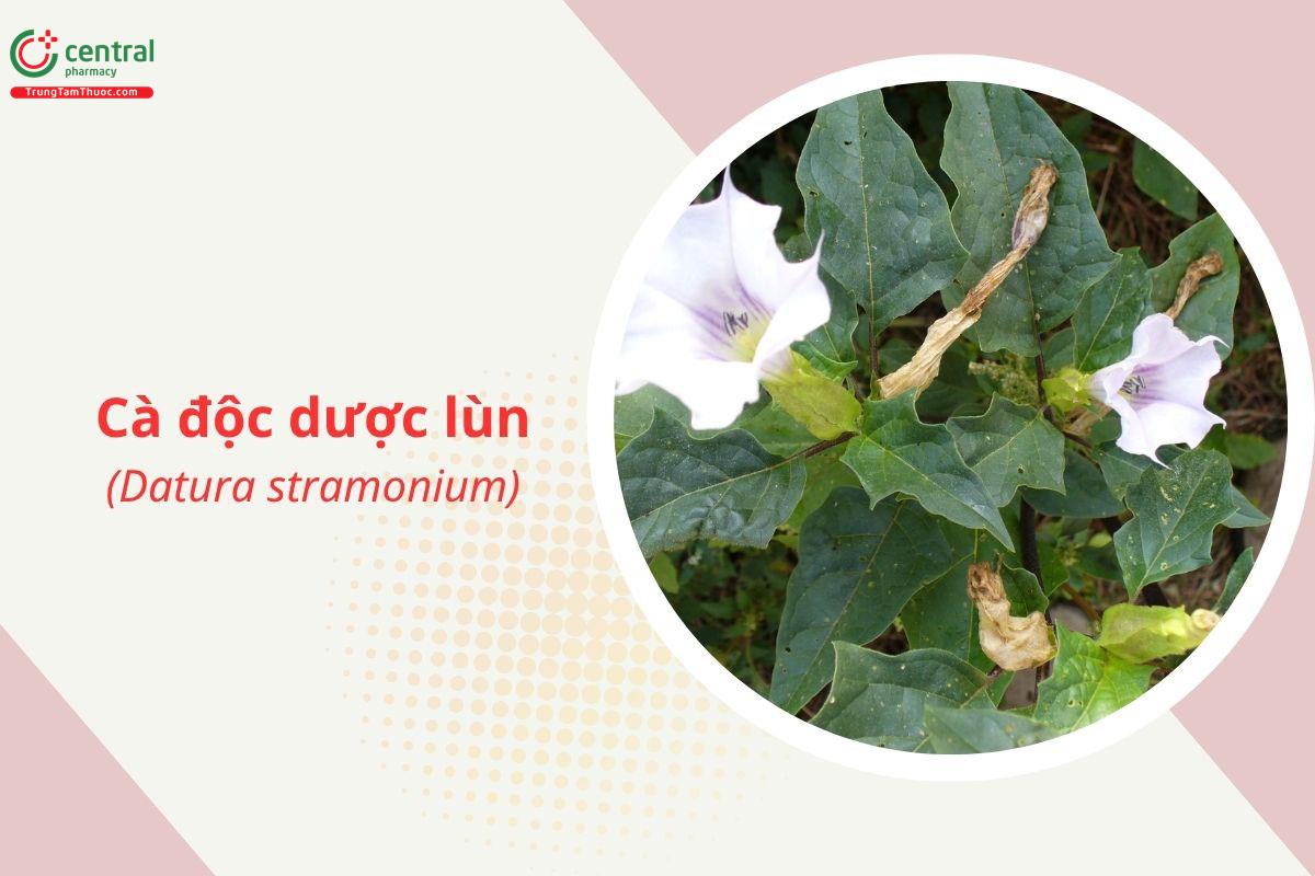 Cà độc dược lùn (Datura stramonium)