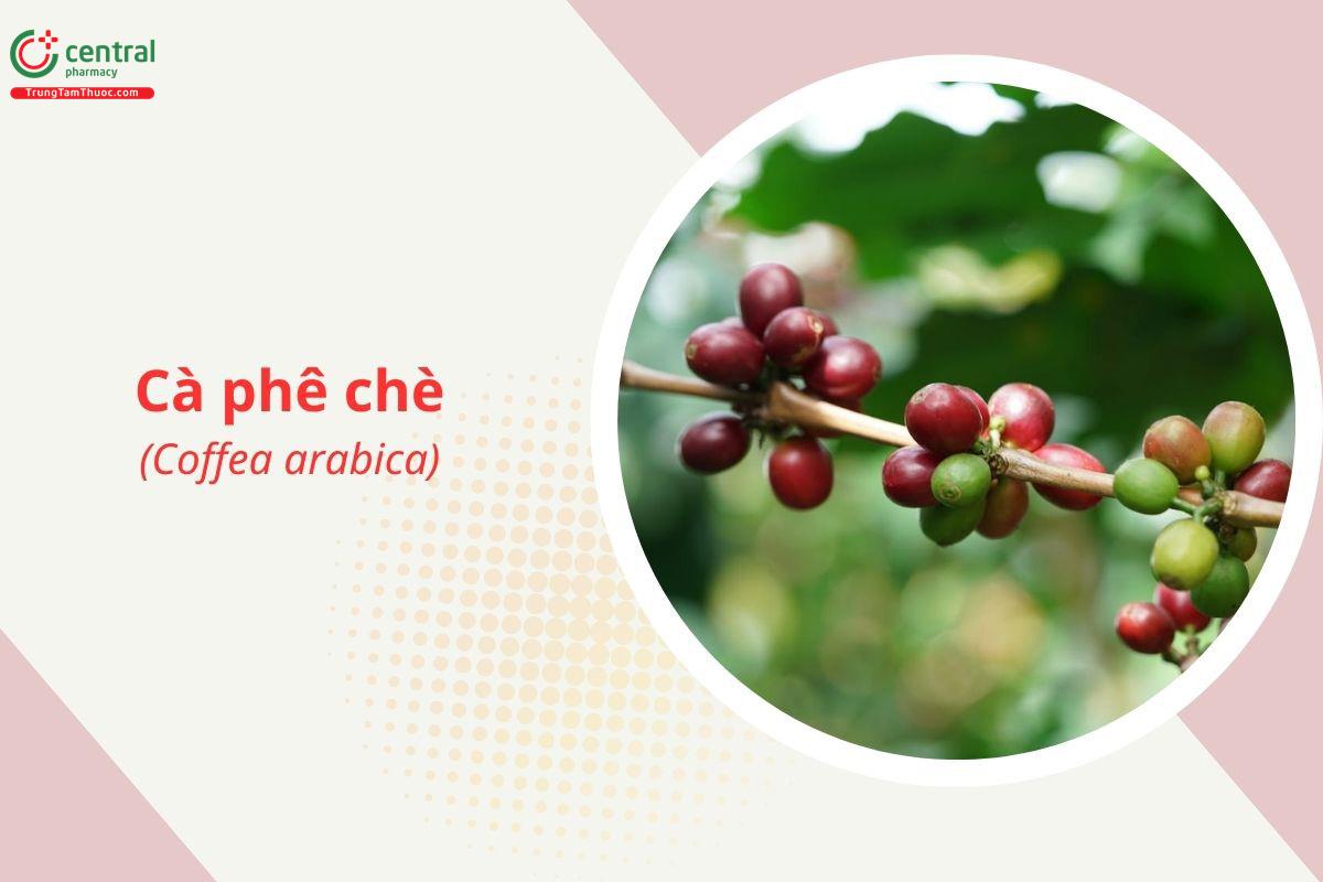 Cà phê chè (Cà phê Arabica - Coffea arabica L.)