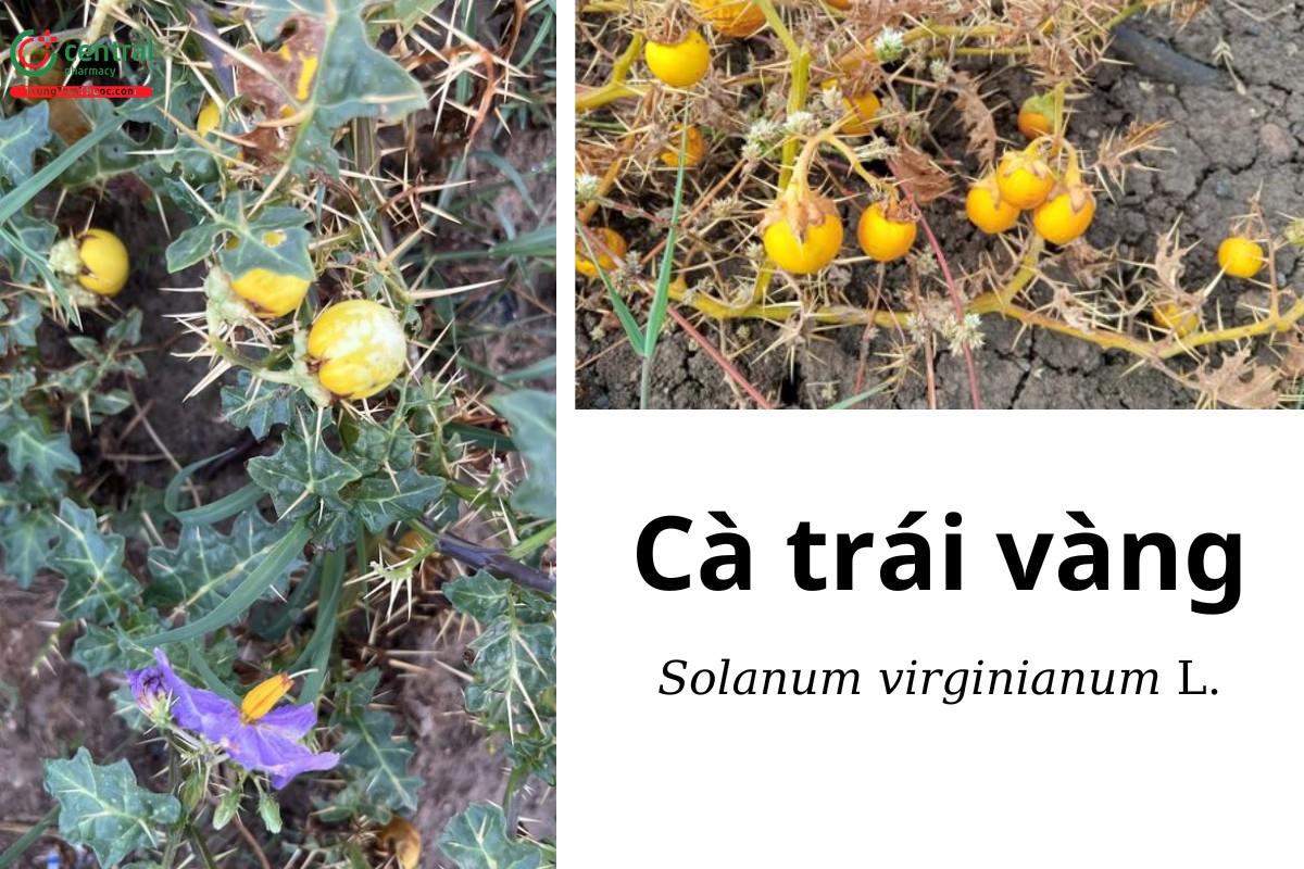 Cà trái vàng (Cà tàu - Solanum virginianum L.)