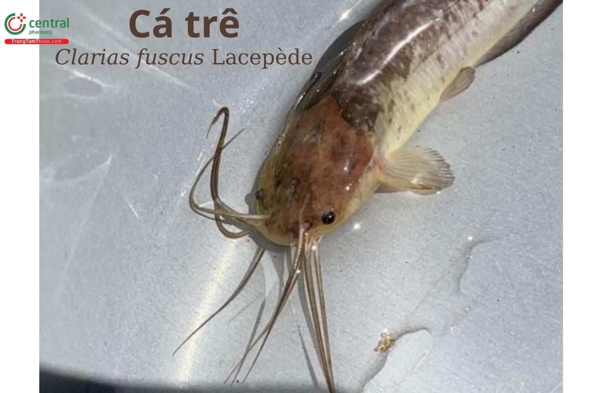 Cá trê (Cá trê đen - Clarias fuscus Lacepède)