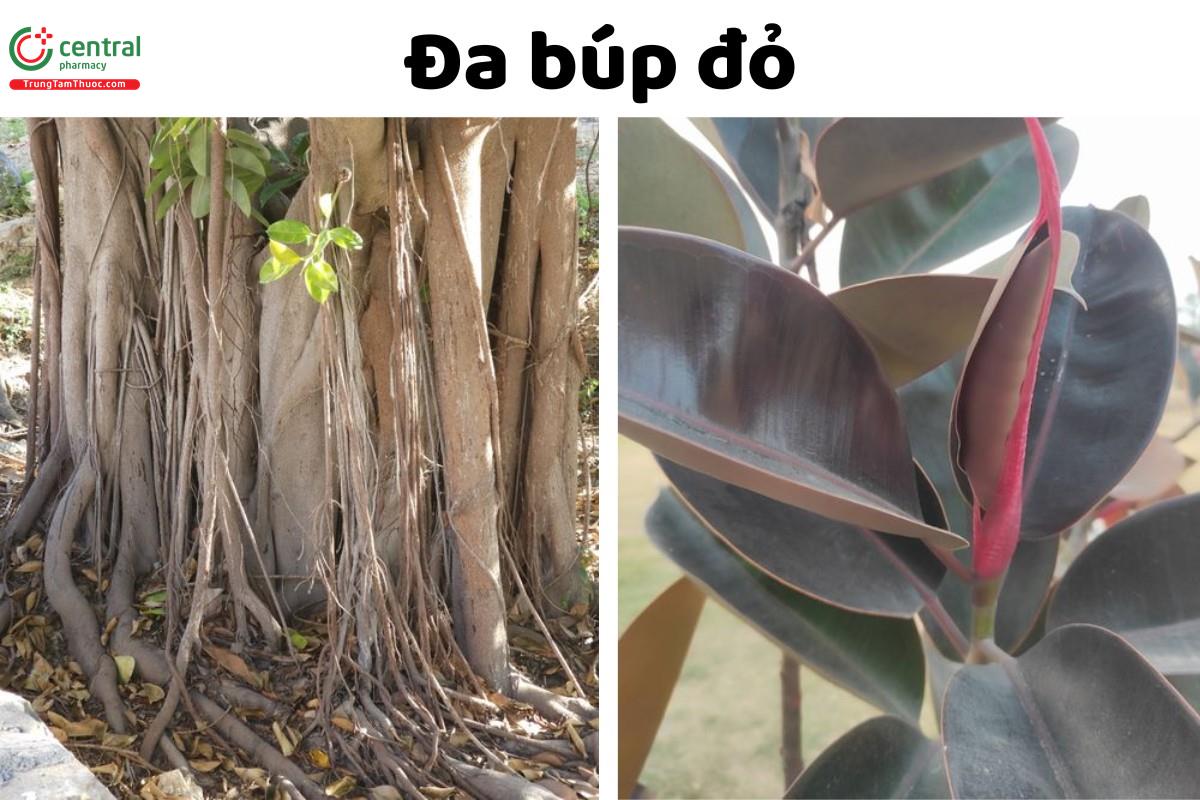 Đa (Đa búp đỏ, Đa bồ đề, Đa nhiều rễ, Đa tròn lá - Ficus spp.)