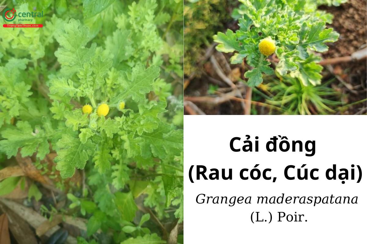 Cải đồng (Rau cóc, Cúc dại - Grangea maderaspatana (L.) Poir.)