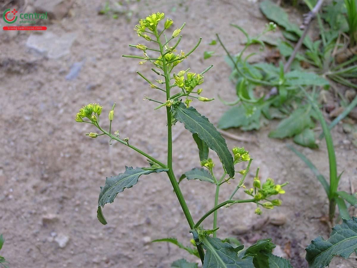 Cải Hoang (Cải Đất - Rorippa indica (L.) Hiern)