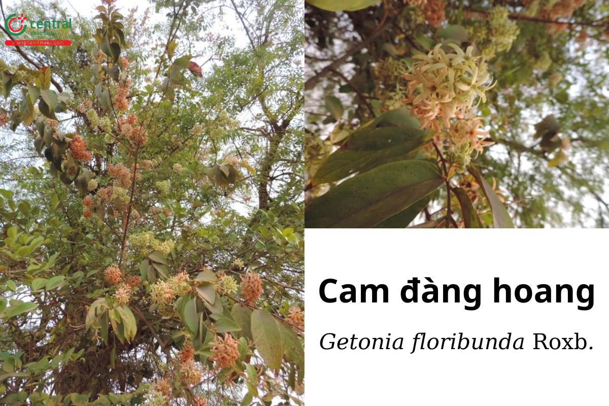 Cam đàng hoang (Dực đài, Hoa tượng, Dây đầu mầu - Getonia floribunda Roxb.)