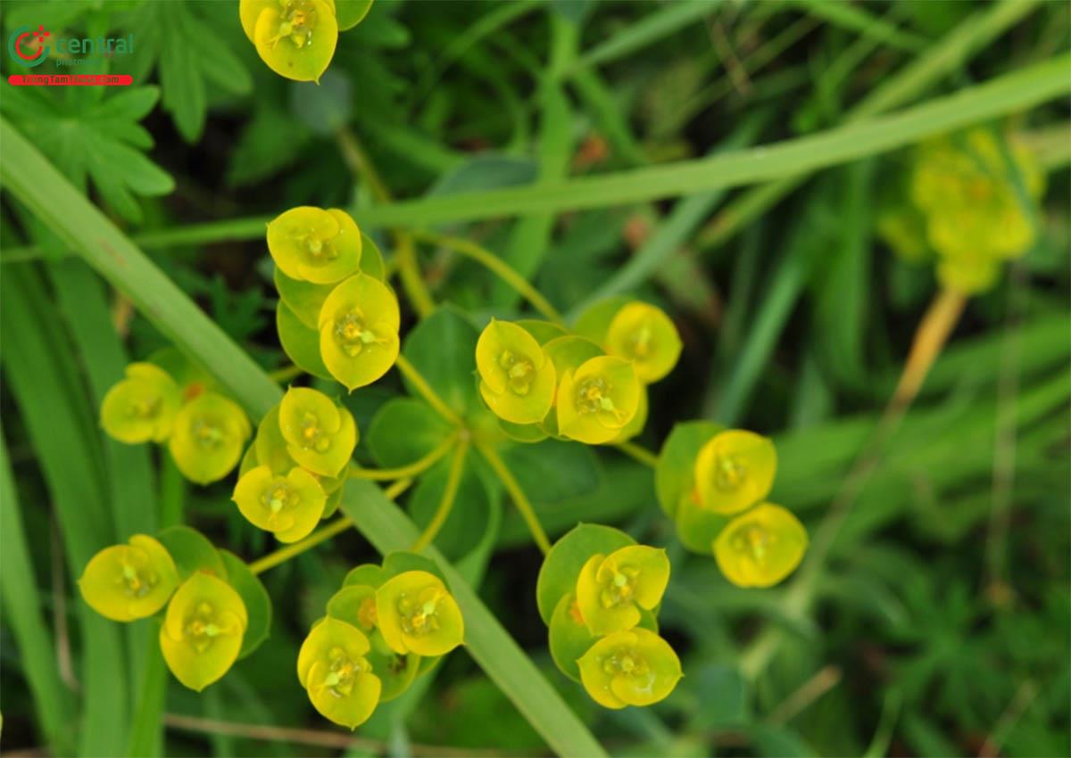 Cam Toại (Euphorbia kansui)