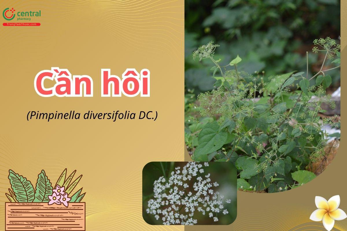 Cần hôi (Băng biên, bán nguyệt bạch, nga cước bản - Pimpinella diversifolia)