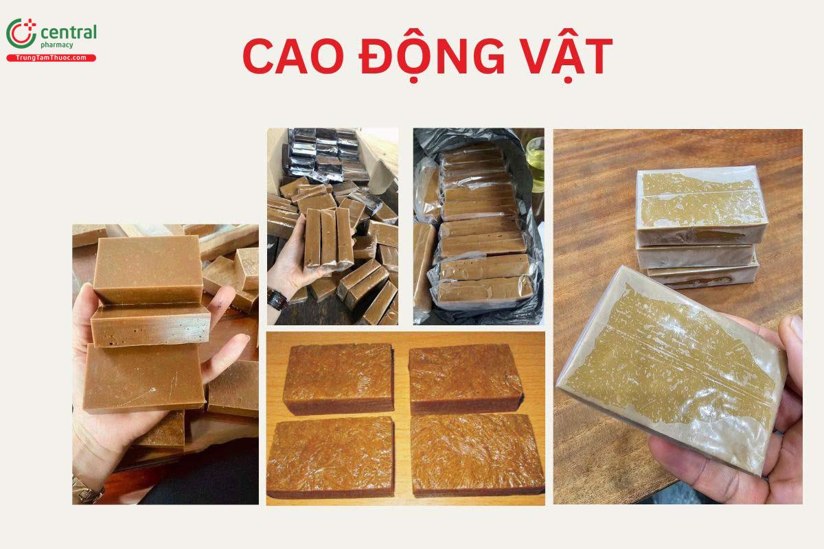 Cao Động Vật