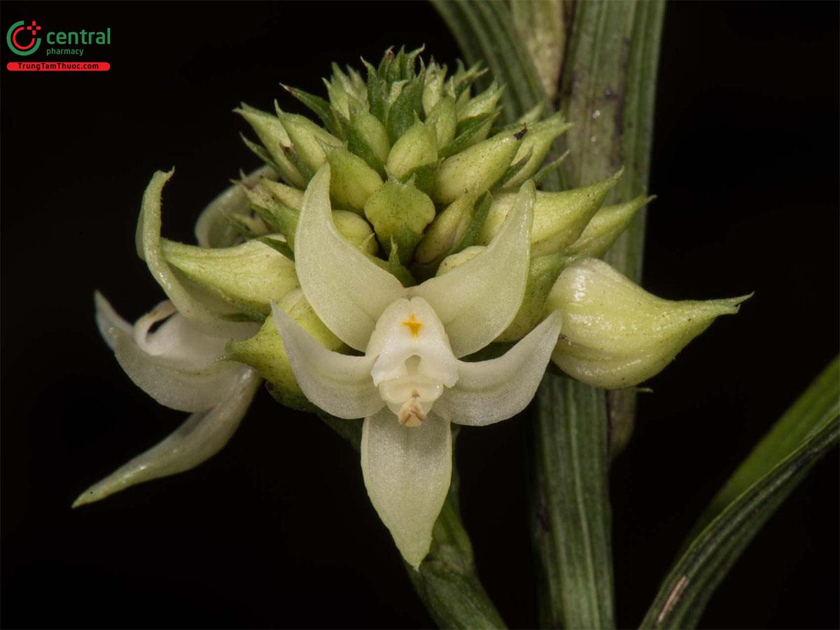 Cau Đất (Tropidia curculigoides Lindl.)