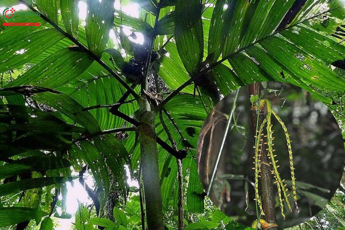 Cau rừng (cau dại, cau núi, sơn binh lang - Pinanga baviensis Becc.)