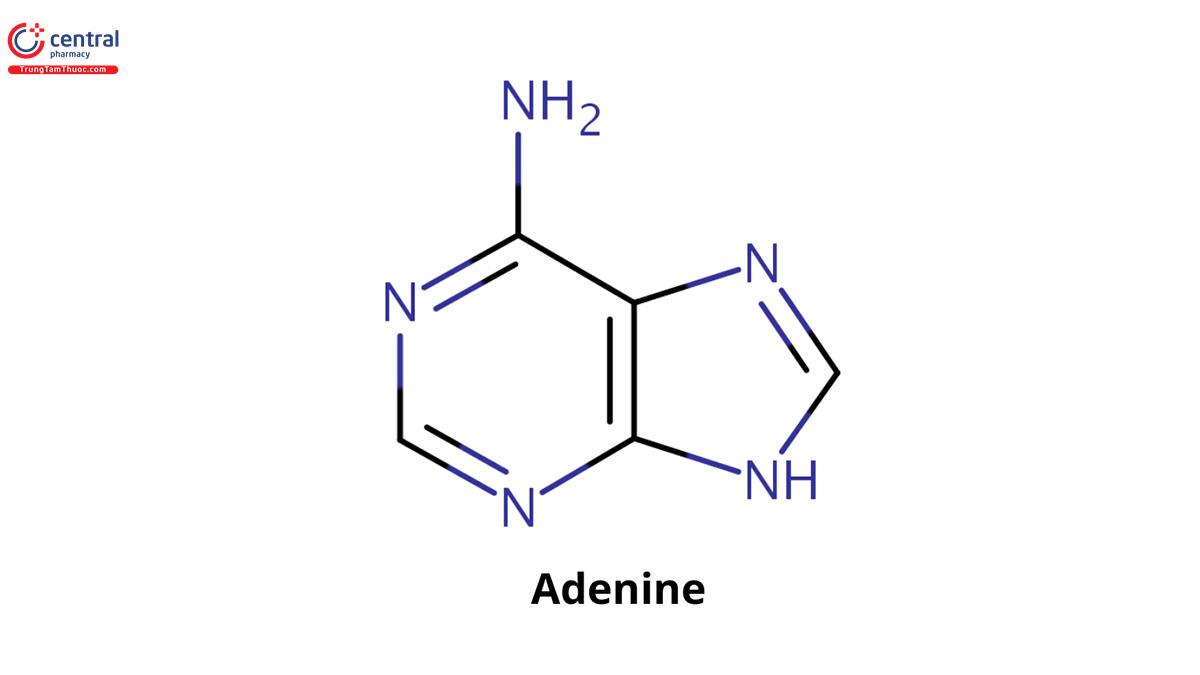 Adenine