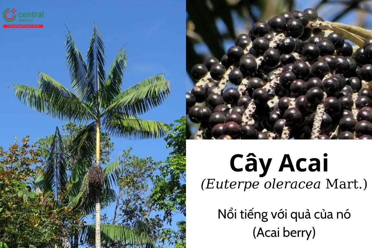 Acai (Açaí - Euterpe oleracea Mart.)