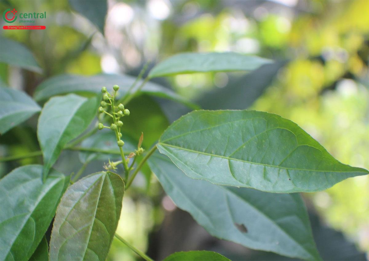 Ba Đậu (Bã Đậu - Croton tiglium L.)