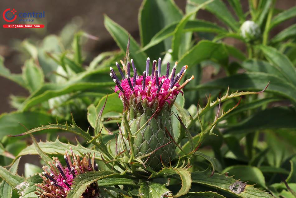 Bạch Truật (Atractylodes macrocephala,)