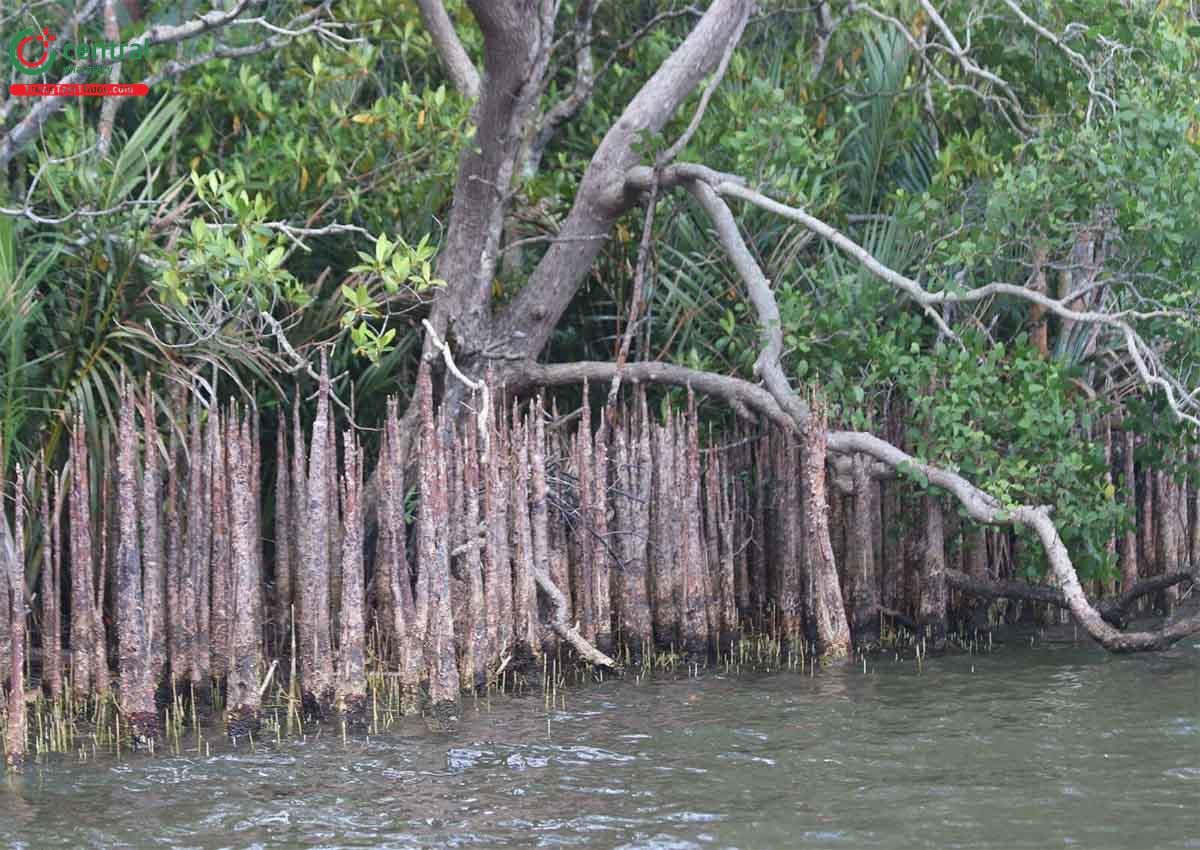 Cây Bần (Sonneratia caseolaris (L.) Engl.)