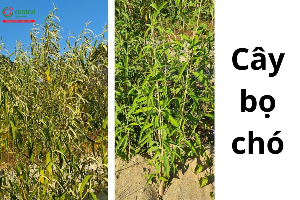 Bọ chó (Chìa vôi, Búp lệ á - Buddleja asiatica Lour.)