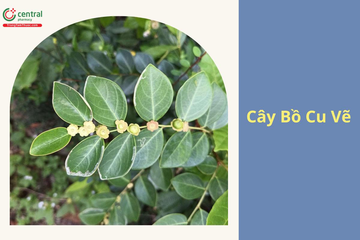 Bồ Cu Vẽ (Cứt Cu, Sâu Vẽ - Breynia fruticosa)