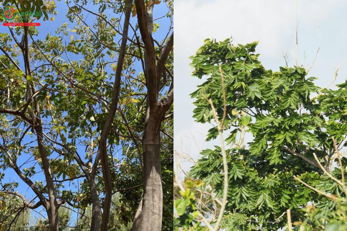 Bồ hòn (Vô hoạn, bòn bòn, mộc hoạn tử - Sapindus mukorossi Gaertn.)