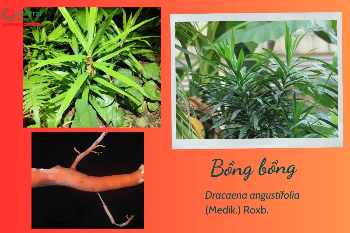 Bồng bồng (Dracaena angustifolia (Medik.) Roxb.)