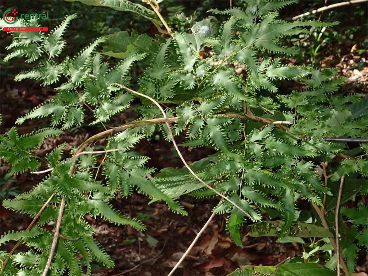 Bòng Bong (Thòng Bong - Lygodium flexuosum (L.) Sw.)