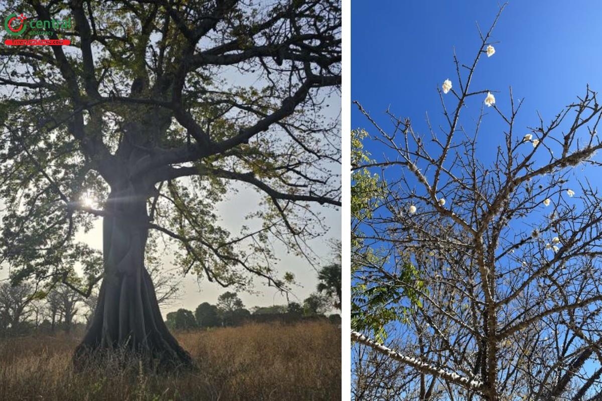 Gòn (Bông gòn, Gòn ta, Gòn gai - Ceiba pentandra (L.) Gaertn.)