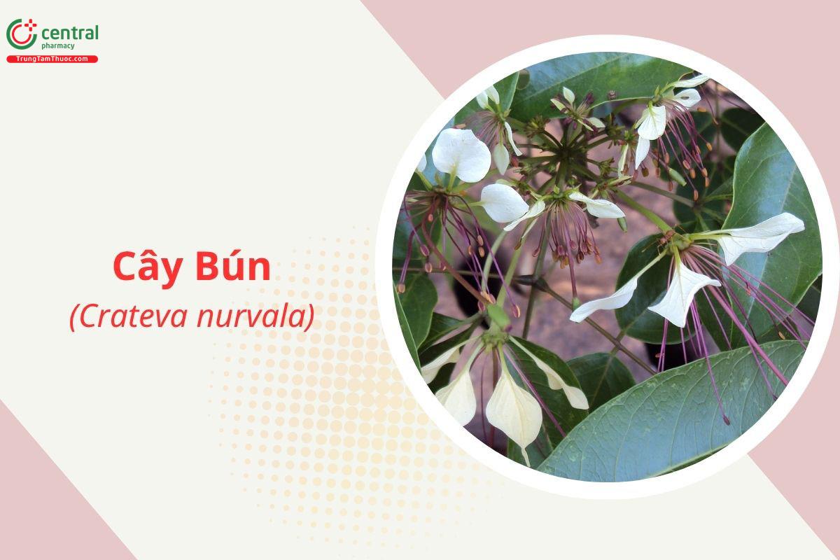 Ca·Bún (Búng - Crateva nurvala)