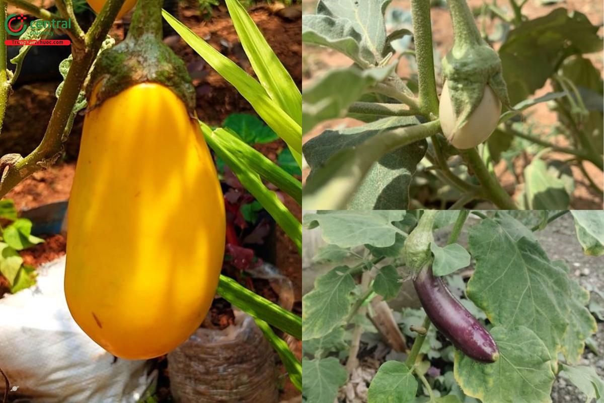 Cà (Solanum melongena L.)