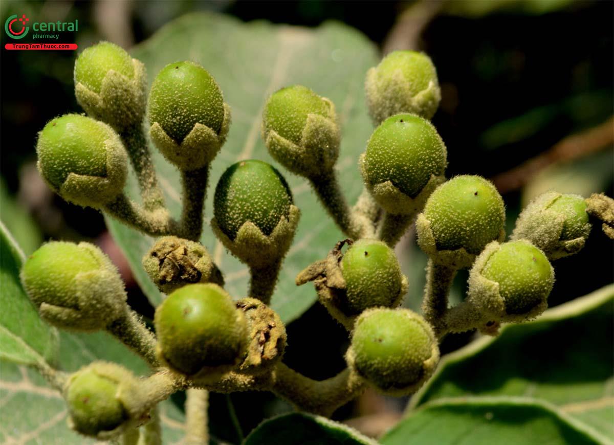 Cà Hôi (La Rừng, Ngoi - Solanum verbascifolium L.)