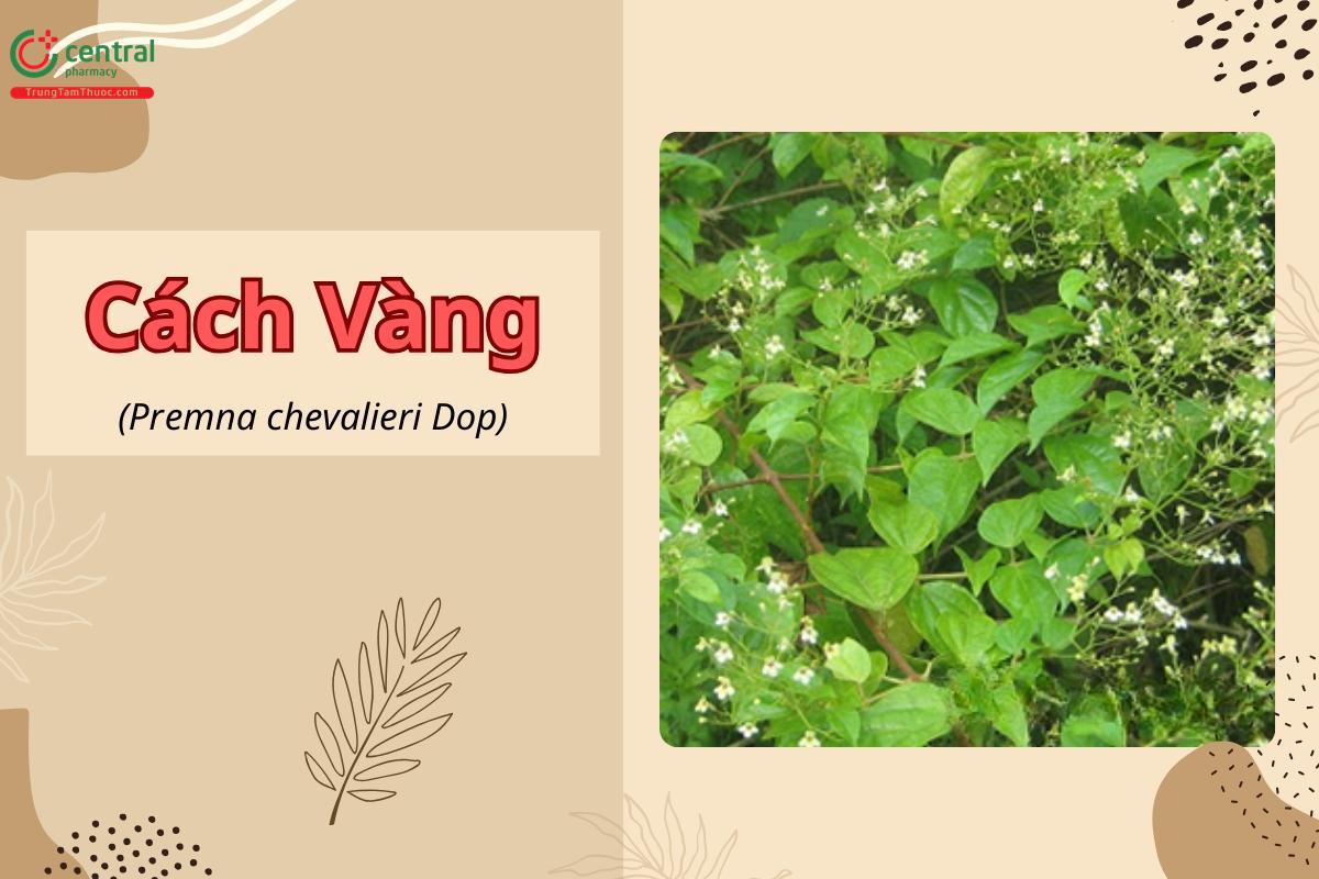 Cách vàng (Premna chevalieri Dop)