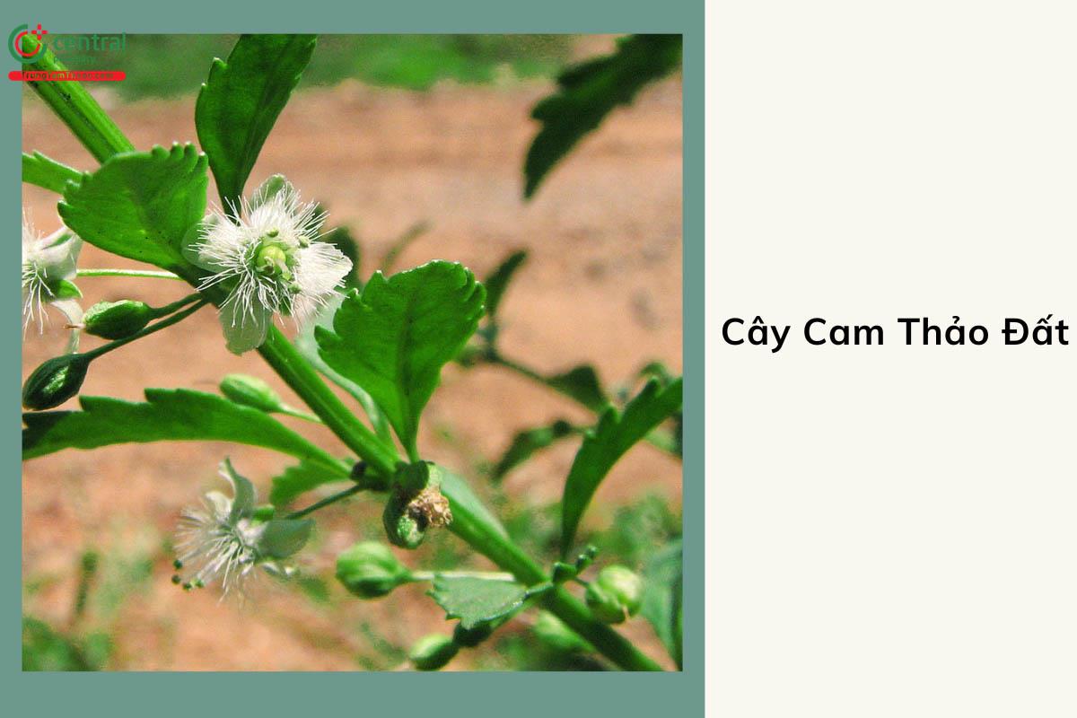 Cam Thảo Đất (Cam Thảo Nam - Scoparia dulcis L.)