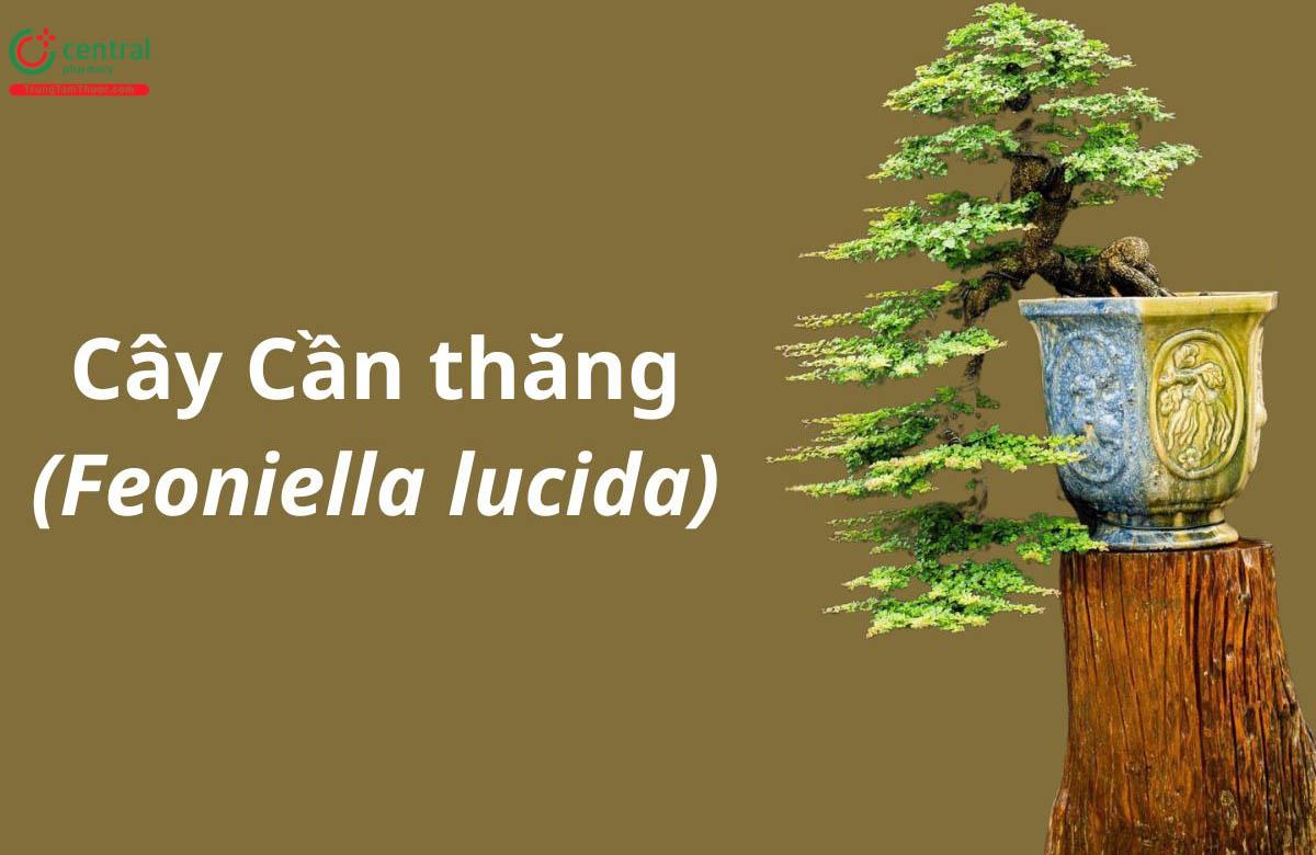 Cần Thăng (Feoniella lucida)