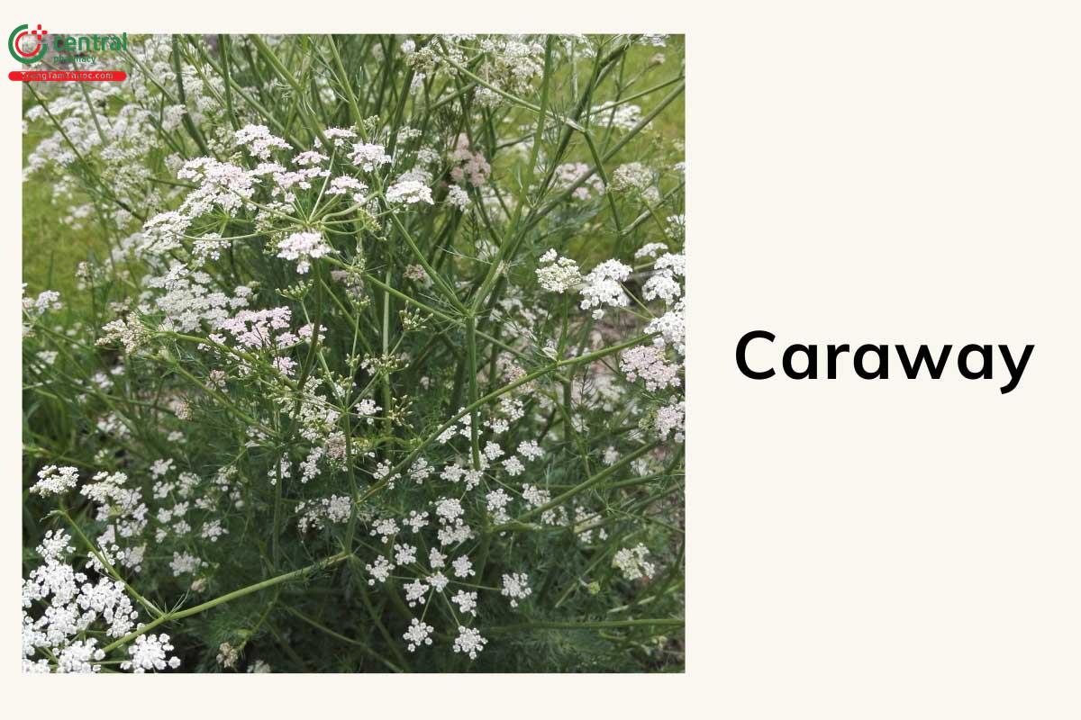 Caraway (Carum carvi L.)