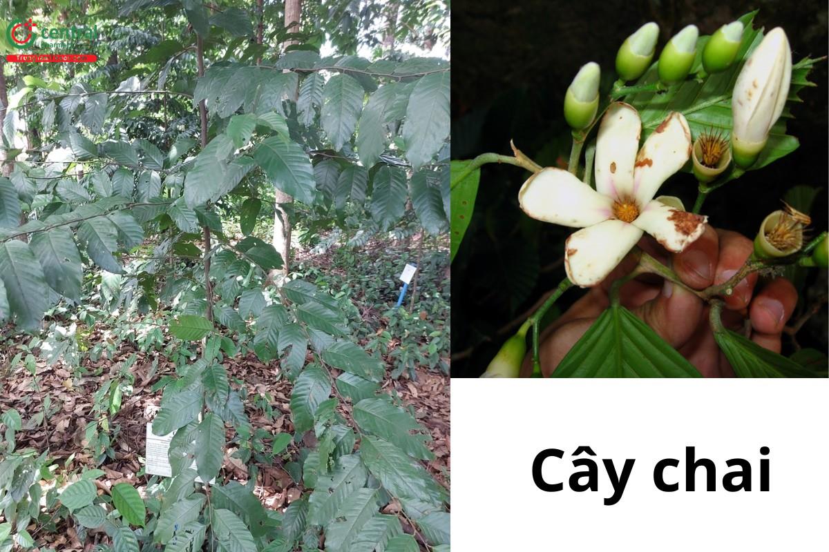 Cây chai (Shorea guiso (Blanco) Blume)