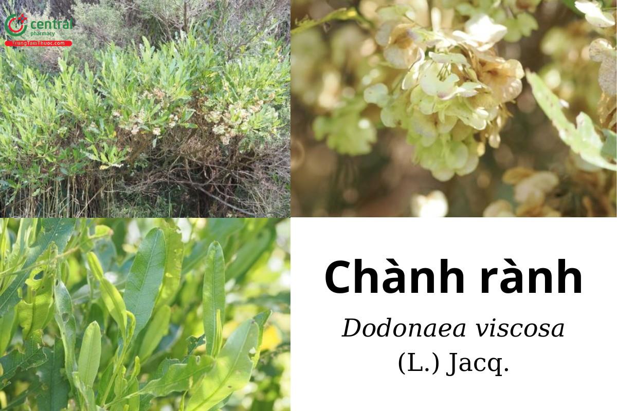 Chành rành (Rù rì - Dodonaea viscosa (L.) Jacq.)