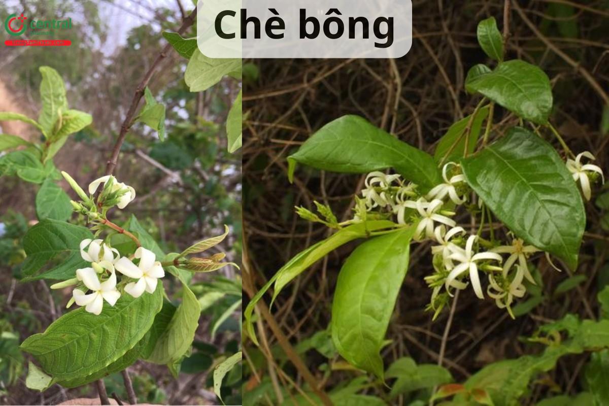 Chè bông (Chè lóng, Chè đỏ ngọn - Amphineurion marginatum (Roxb.) D.J.Middleton)