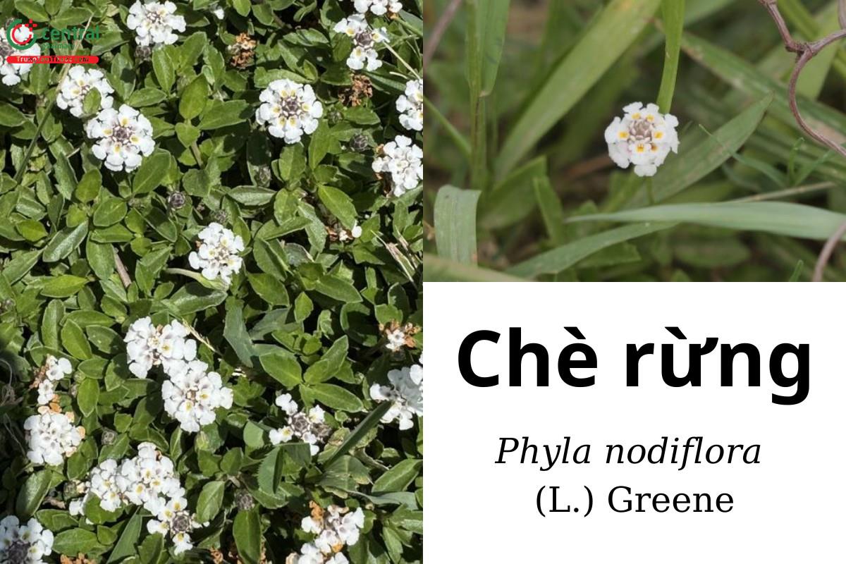 Chè rừng (Dây lức, Dây lưỡi, Lứt lan, Sài đất giả - Phyla nodiflora (L.) Greene)