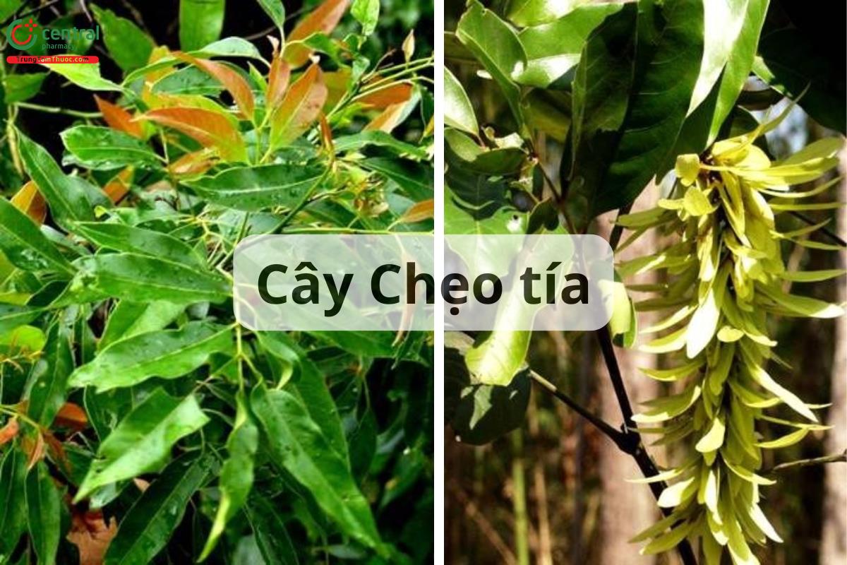 Chẹo (Chẹo tía, Hoàng khởi, Nhân khởi - Engelhardtia roxburghiana Lindl.)