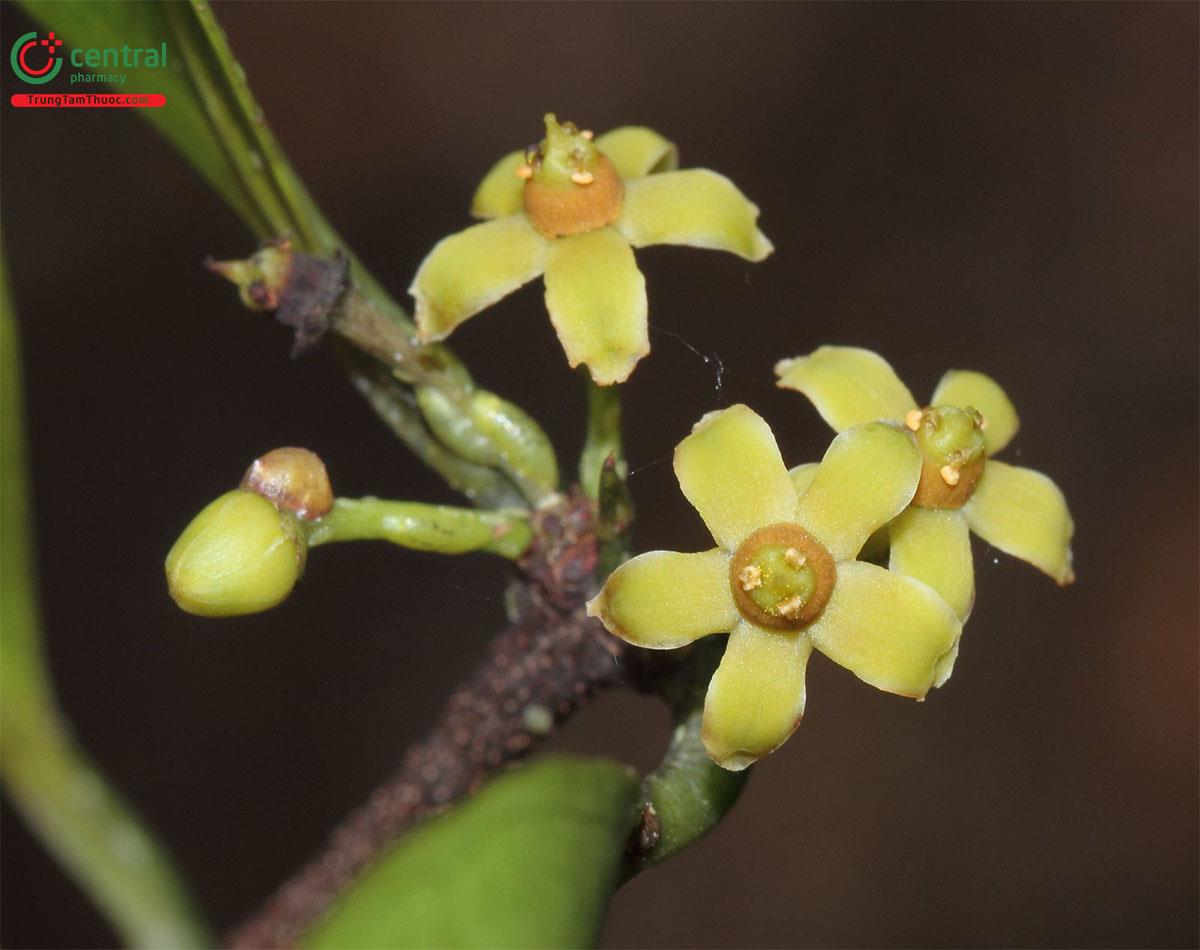 Chóp Mao Lưới (Salacia reticulate)