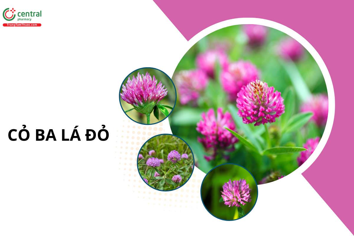 Cỏ Ba Lá Đỏ (Chẽ Ba Đỏ - Trifolium pratense)