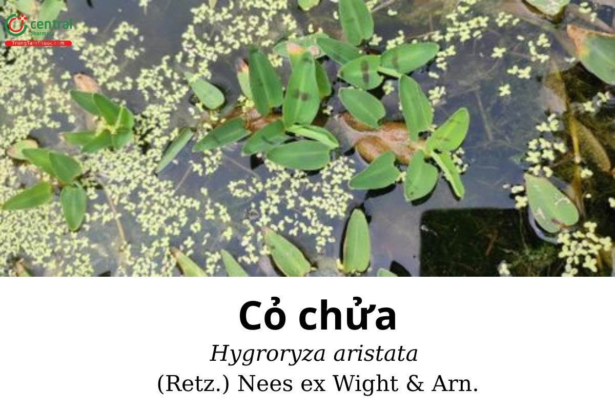 Cỏ chửa (Cỏ thia lia, Thủy hảo - Hygroryza aristata (Retz.) Nees ex Wight & Arn.)