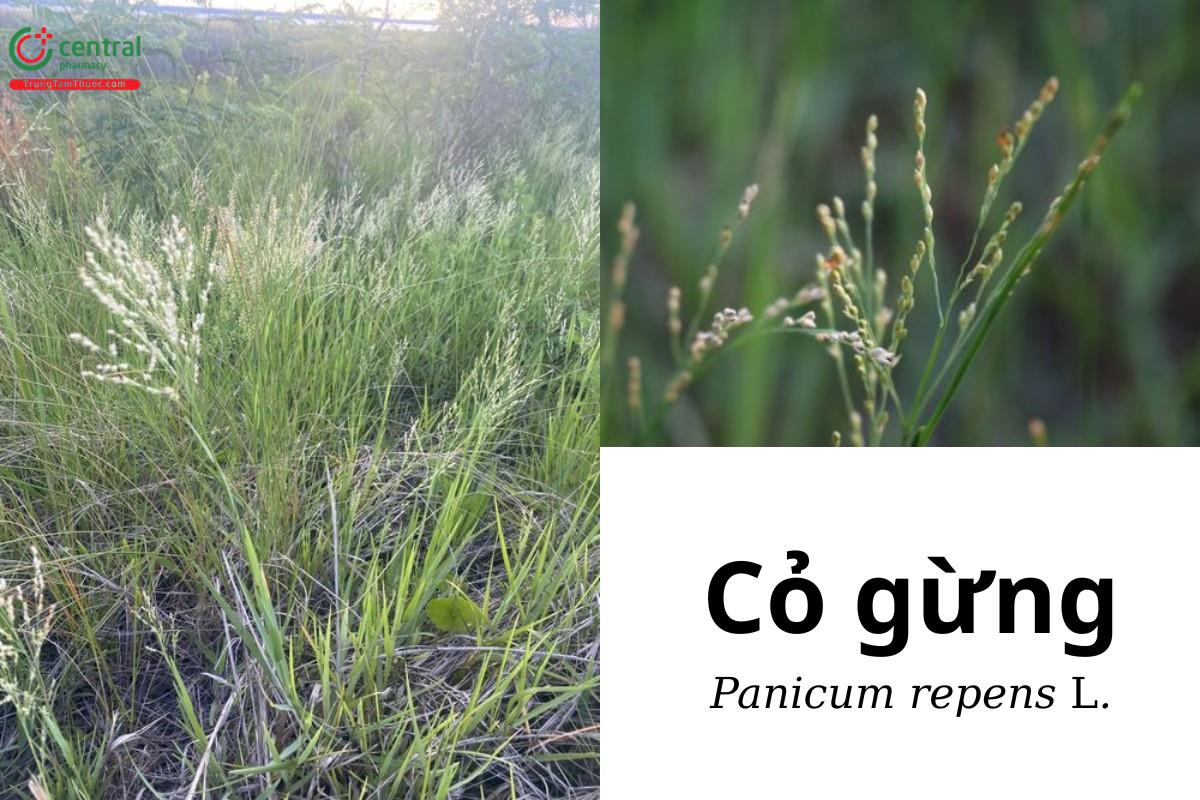 Cỏ gừng (Cỏ cựa gà, Phổ địa thử - Panicum repens L.)