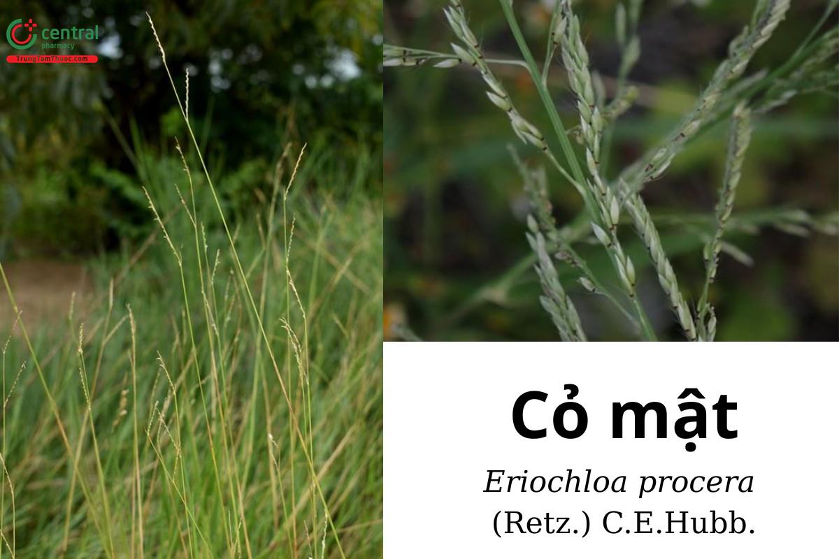 Cỏ mật (Eriochloa procera (Retz.) C.E.Hubb.)