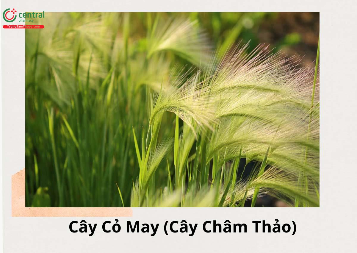 Cỏ May (Chrysopogon aciculatus)