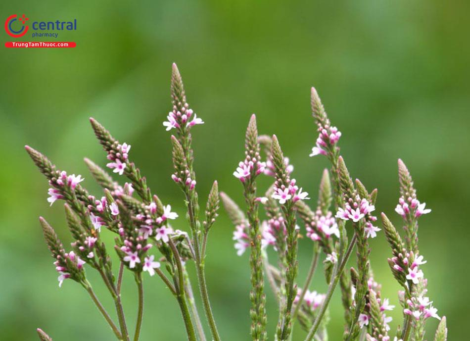 Cỏ Roi Ngựa (Verbena officinalis L.)